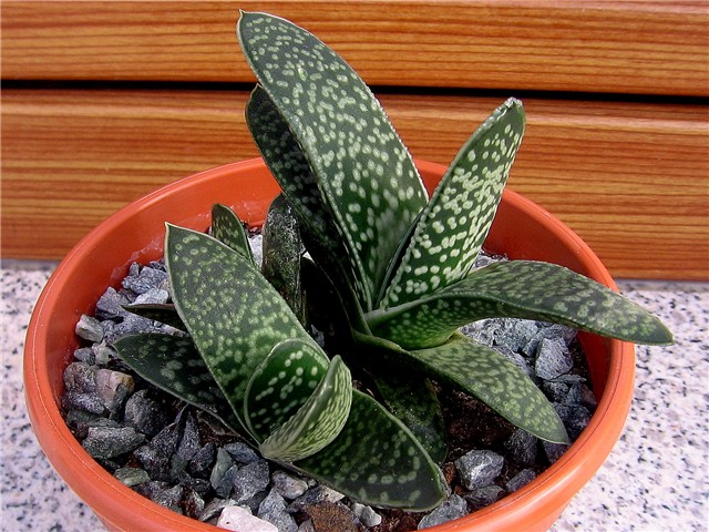 Gasteria maculata